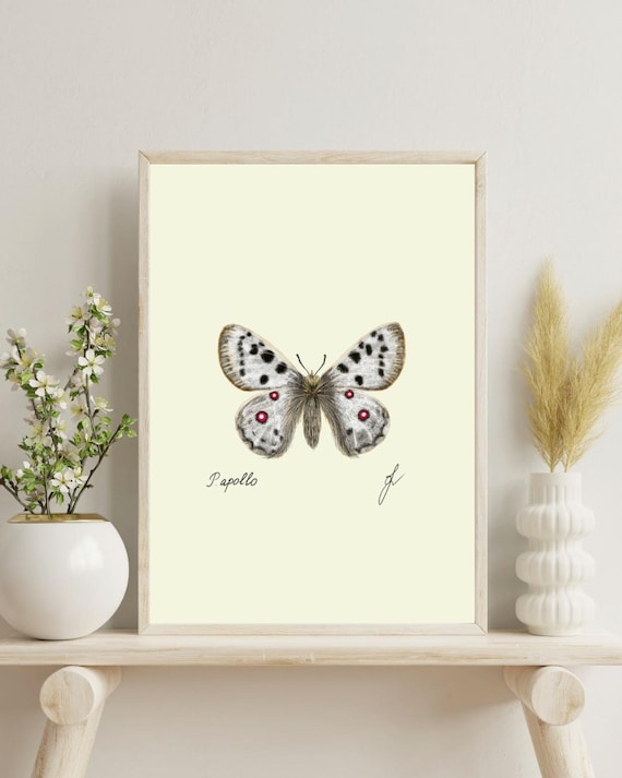 Vintage Apollo Butterfly Print: Naturalist Wall Art (Digital Download)