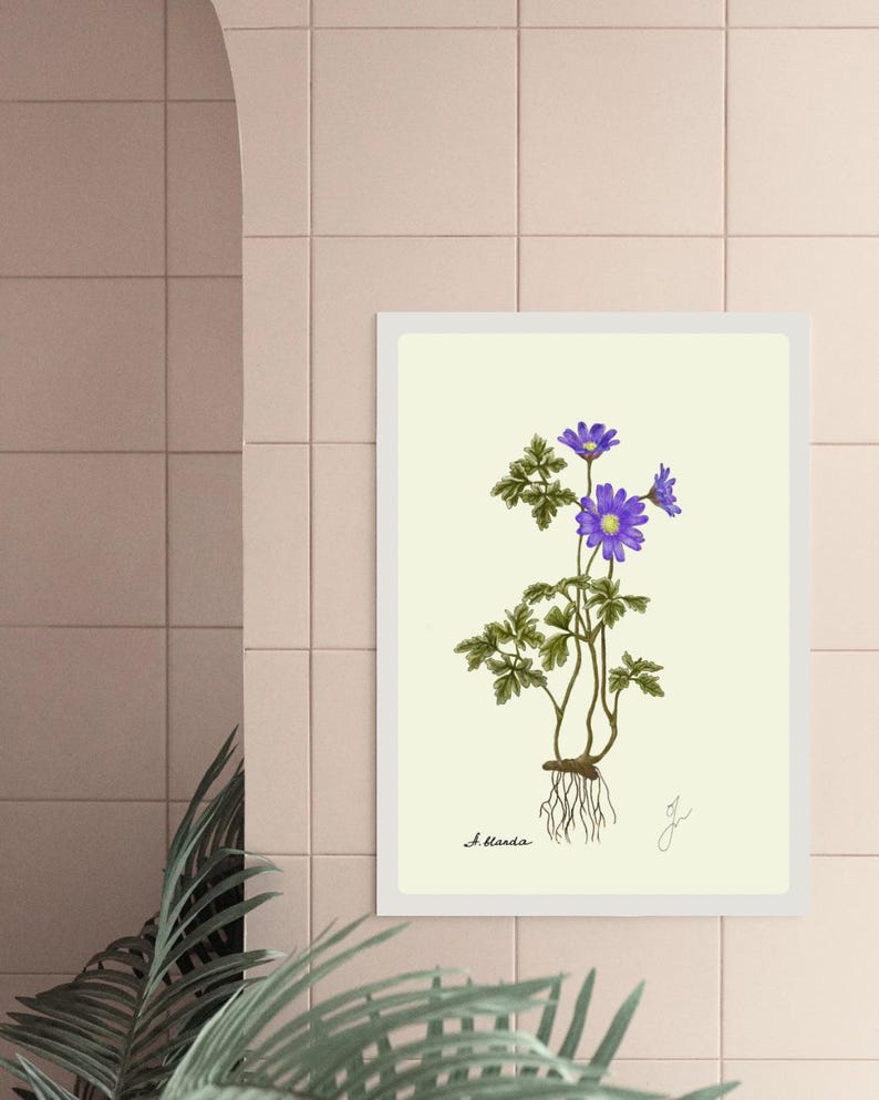 Anemone print in a white frame on a tailed wall