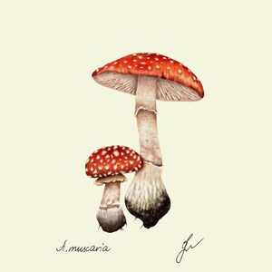 Mushroom Prints: Botanical Fungi Art, Forager Kitchen Decor (Digital Download) image 14