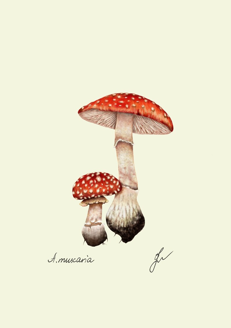 Mushroom Prints: Botanical Fungi Art, Forager Kitchen Decor (Digital Download) image 14