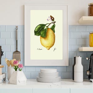 Botanical Fruit Prints: Kitchen Dining Room Wall Art (Digital Download) image 15