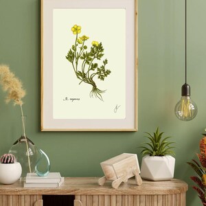 Ranunculus print in a wooden frame with white passpartout hanging on a green wall above the dresser