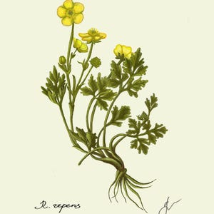 Ranunculus print original drawing