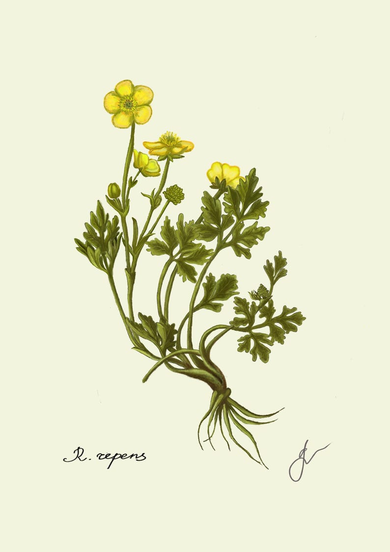 Ranunculus print original drawing