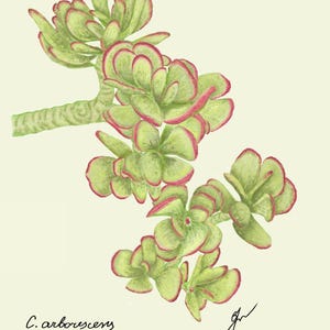 Jade print original drawing