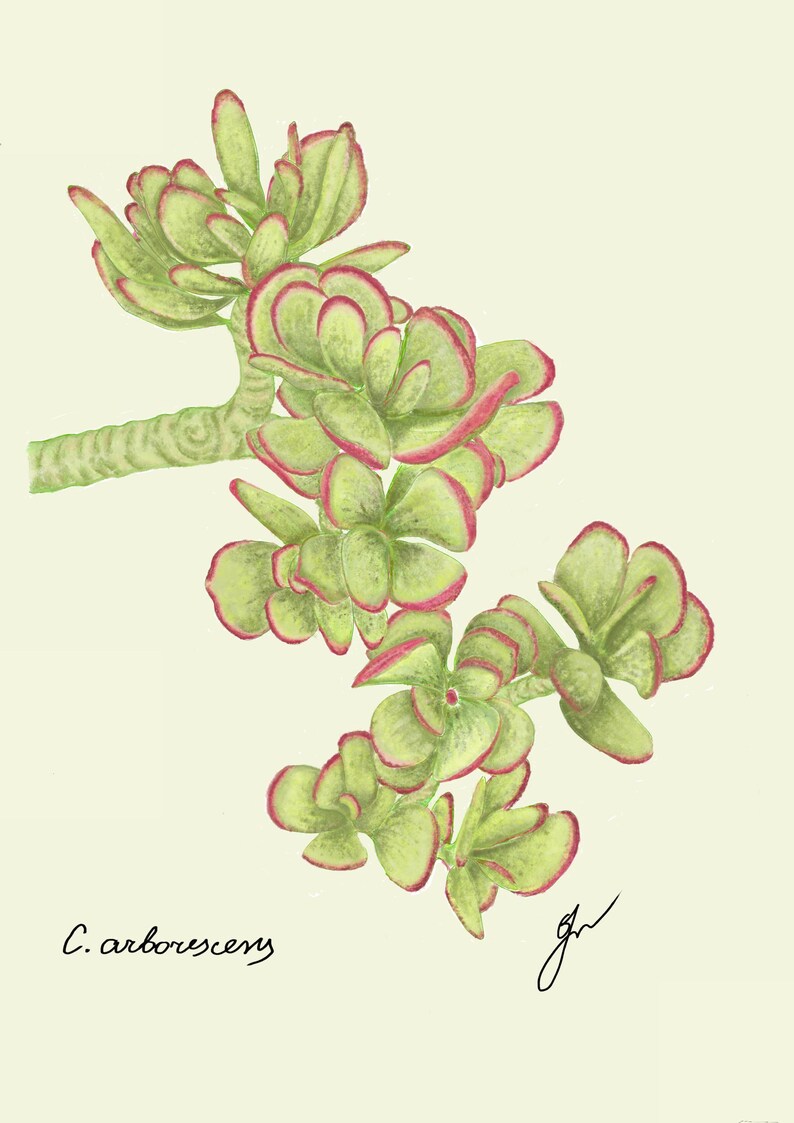 Jade print original drawing