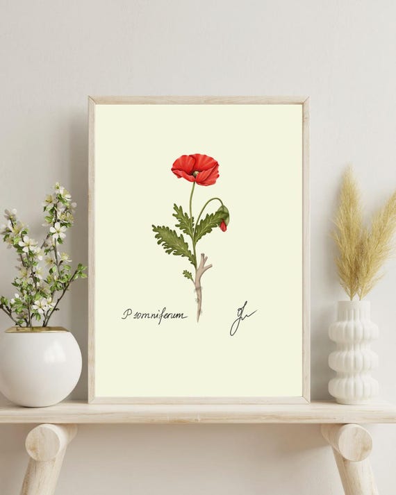 Vintage Poppy Flower Print: Botanical Cottagecore Wall Art (Digital Download)