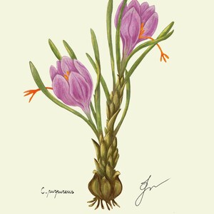 Crocus print original drawing