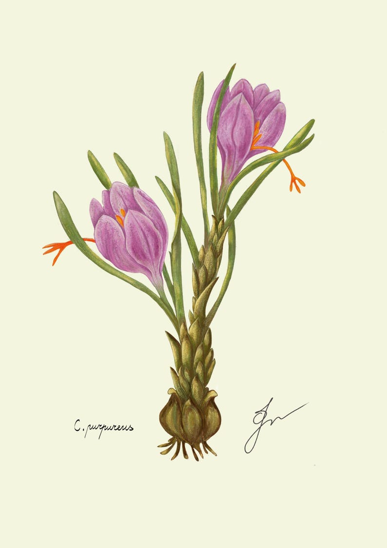 Crocus print original drawing