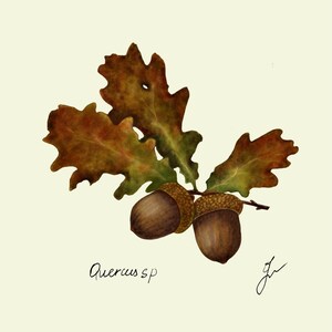Quercus print original drawing