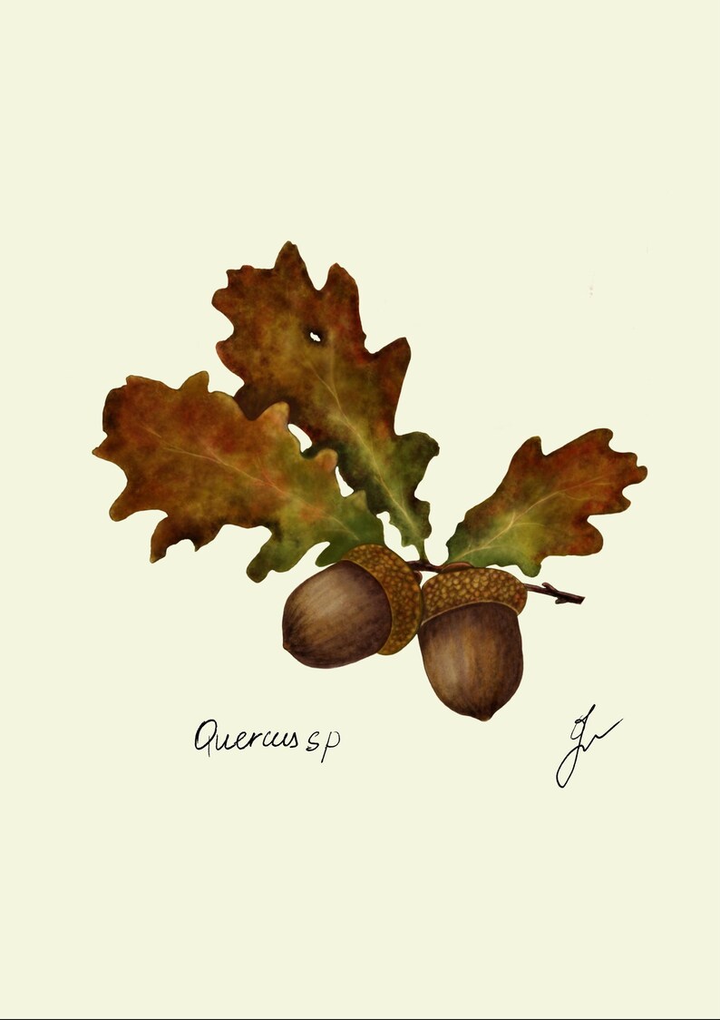 Quercus print original drawing