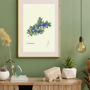 Juniper print in a wooden frame with white passpartout hanging on a green wall above the dresser