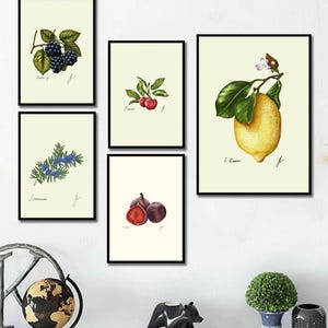 Botanical Fruit Prints: Kitchen Dining Room Wall Art (Digital Download) image 4