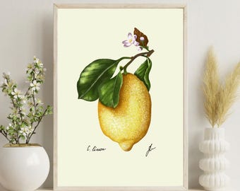 Vintage Lemon Botanical Print: Kitchen Citrus Wall Art (Digital Download)