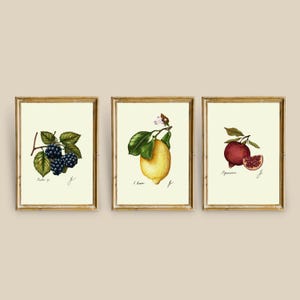 May include: Three framed botanical prints with illustrations of a blackberry branch, a lemon branch, and a pomegranate branch. The prints have a cream background and gold frames.