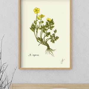 Ranunculus print in a wooden framed print above a bed
