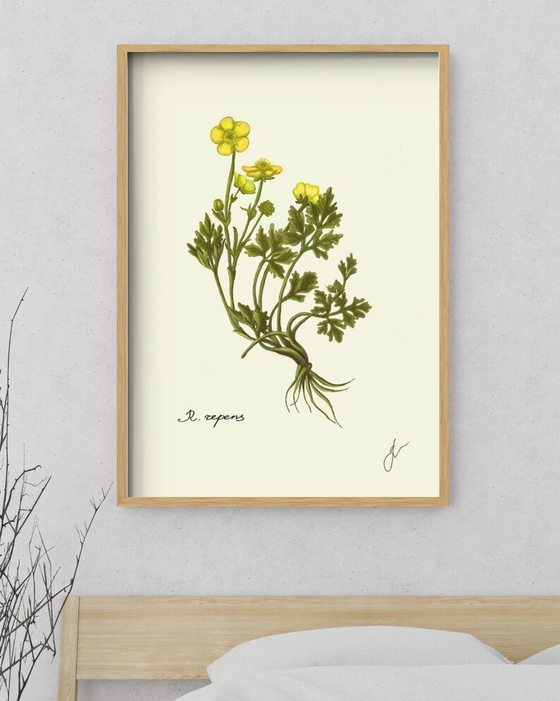 Ranunculus print in a wooden framed print above a bed