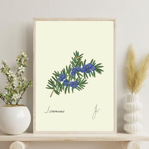 Juniper print on a white shelf next to two white vases and a white background