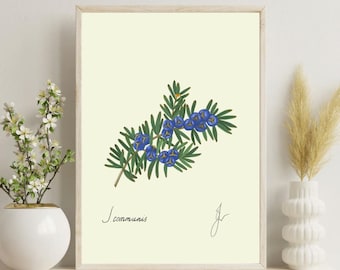 Juniper Herb Print | Kitchen Botanical Art Digital Download