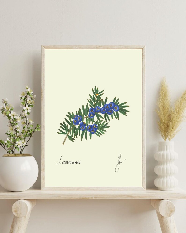 Juniper print on a white shelf next to two white vases and a white background