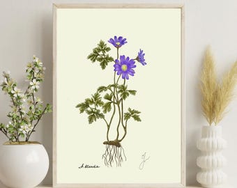 Vintage Anemone Flower Print: Botanical Illustration (Digital Download)