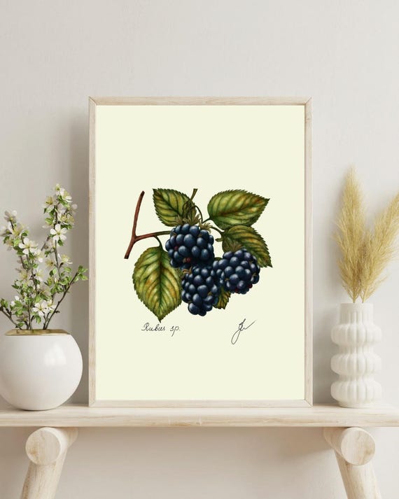 Blackberry Botanical Illustration: Vintage Kitchen Print (Digital Download)