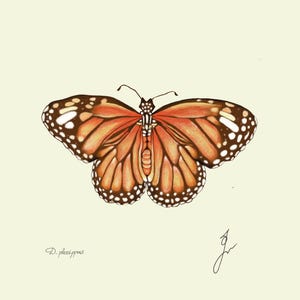 Monarch print original drawing