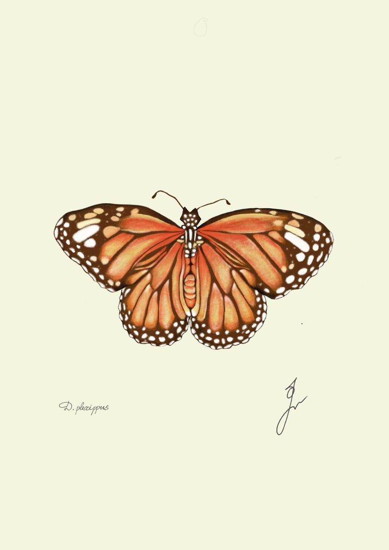 Monarch print original drawing