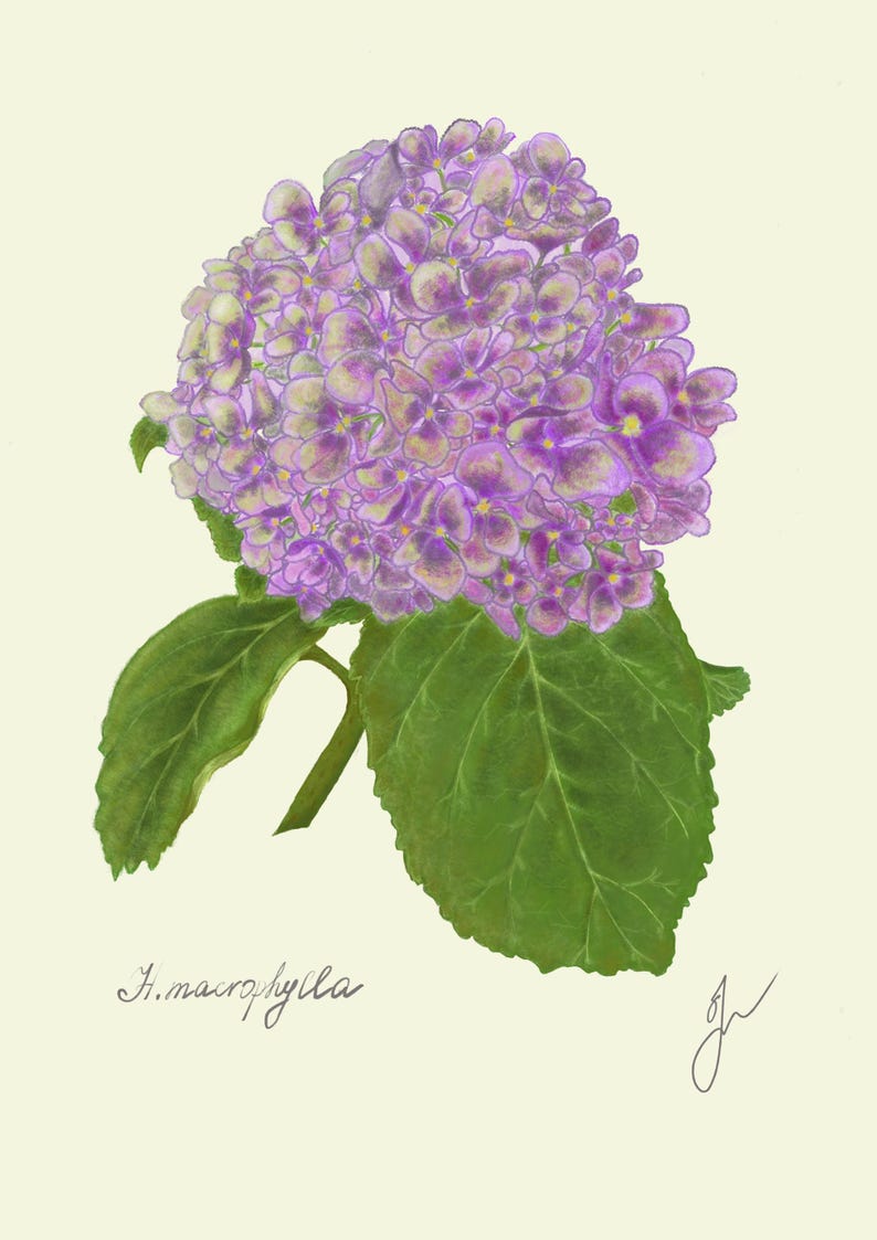 Hortensia print original drawing