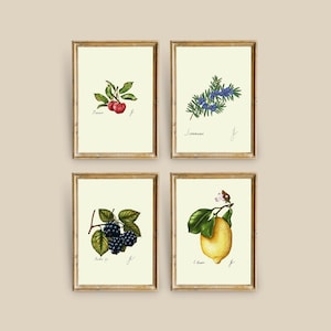 May include: Set of four botanical prints featuring illustrations of a lemon, blackberry, rosemary, and cherry. Each print is framed in a gold frame and has a white background.