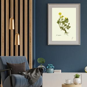 Ranunculus print in a white frame with passpartout hanging on a blue wall