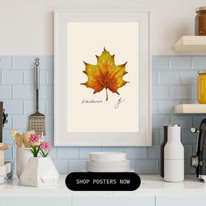 Acer print in a white frame on a kitchen wall