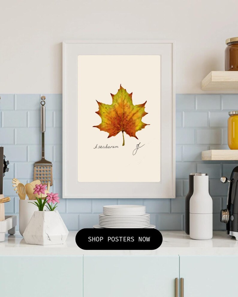 Acer print in a white frame on a kitchen wall