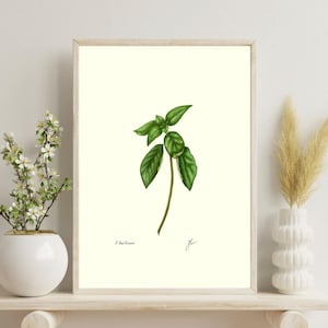 Peut inclure: Impression botanique encadrée d'un plant de basilic. L'illustration présente des feuilles vertes détaillées et une tige fine sur un fond crème. L'œuvre est encadrée dans un cadre en bois clair, idéale pour la décoration de cuisine ou de salle à manger.