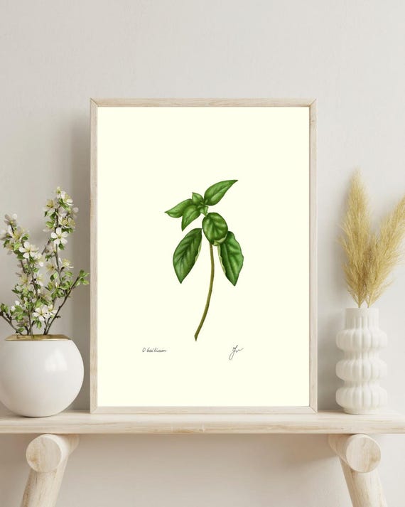 Basil Botanical Print: Vintage Kitchen Herb Wall Art (Digital Download