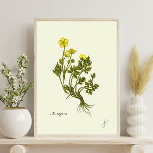Ranunculus print on a white shelf next to two white vases and a white background