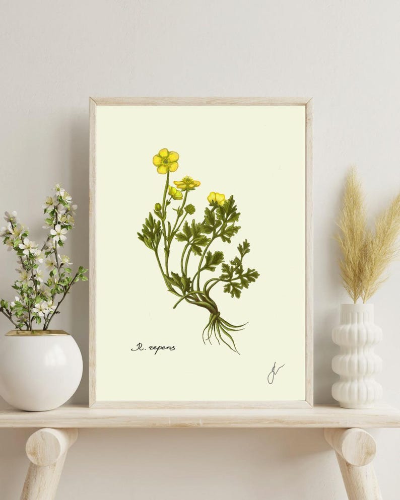 Ranunculus print on a white shelf next to two white vases and a white background