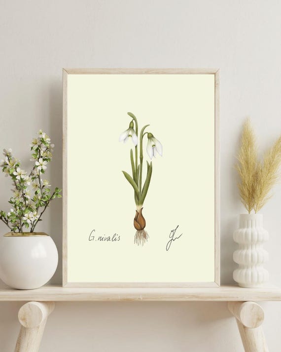 Snowdrop Botanical Print: Vintage Winter Illustration (Digital Download)
