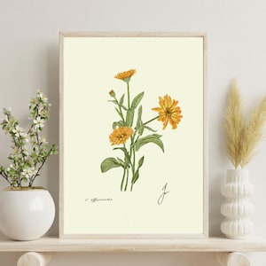 Calendula print on a white shelf next to two white vases and a white background