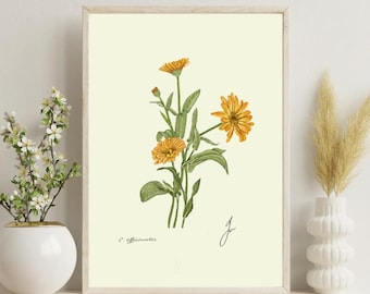 Calendula Flower Print: Vintage Botanical Illustration (Digital Download)