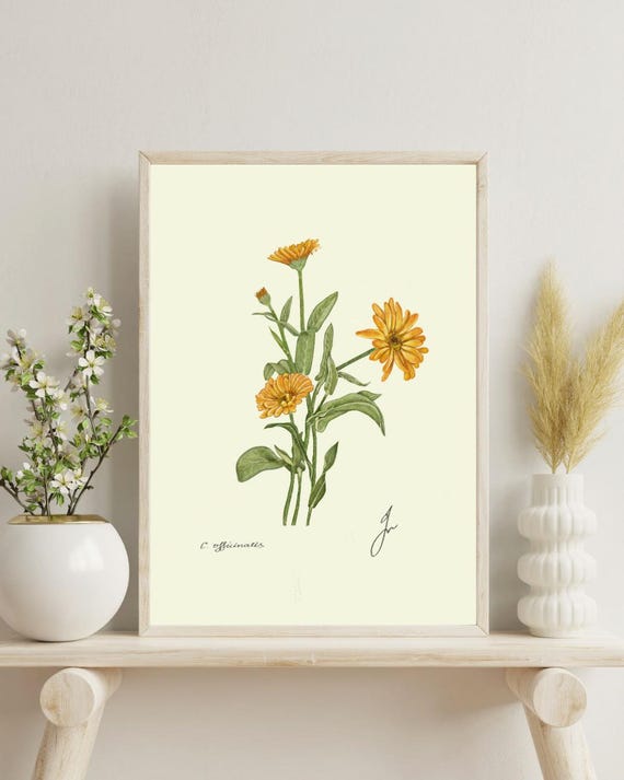 Calendula Flower Print: Vintage Botanical Illustration (Digital Download)