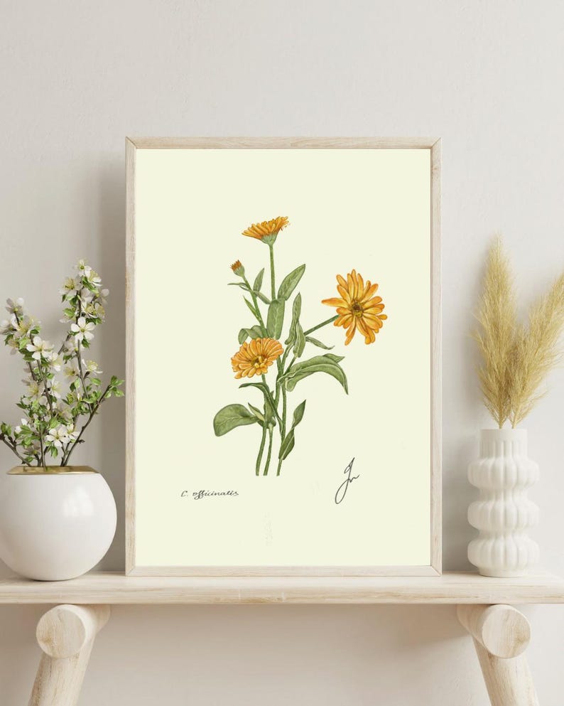 Calendula print on a white shelf next to two white vases and a white background