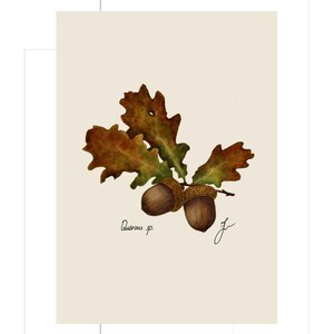 Quercus print example as card