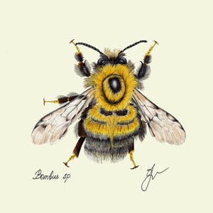Bumblebee print original drawing