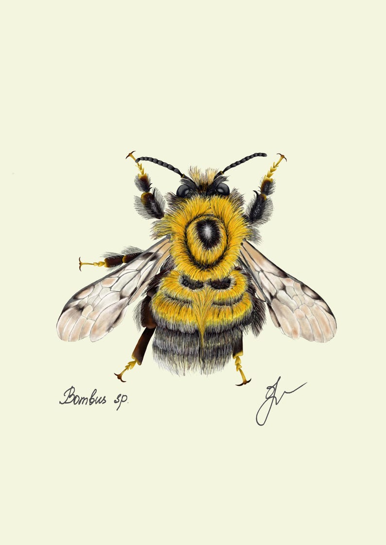 Bumblebee print original drawing