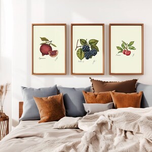 May include: Three framed botanical illustrations of fruit. The first frame shows a pomegranate with the text "Punica granatum". The second frame shows blackberries with the text "Rubus sp.". The third frame shows cherries with the text "Prunus sp.".