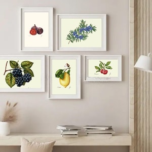 Botanical Fruit Prints: Kitchen Dining Room Wall Art (Digital Download) image 3