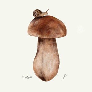 Mushroom Prints: Botanical Fungi Art, Forager Kitchen Decor (Digital Download) image 16