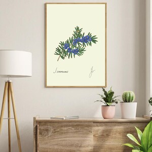 Juniper print on a white shelf above  two vases and a white background