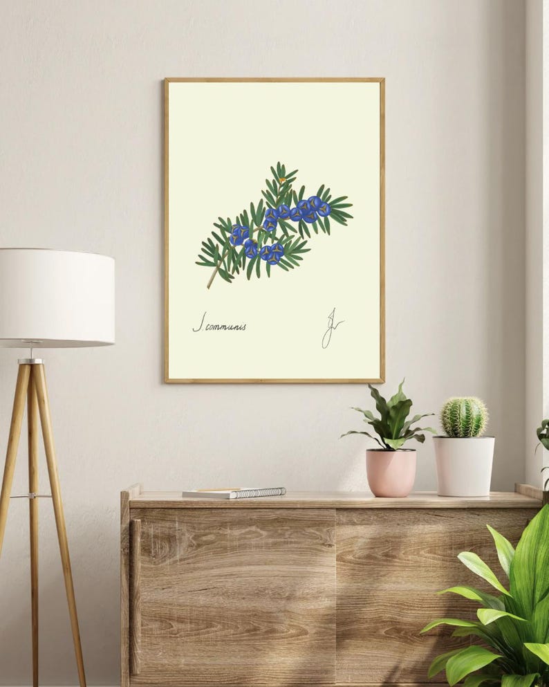 Juniper print on a white shelf above  two vases and a white background